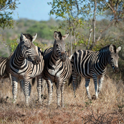 Three zebras standing in dry grass with trees in the background.