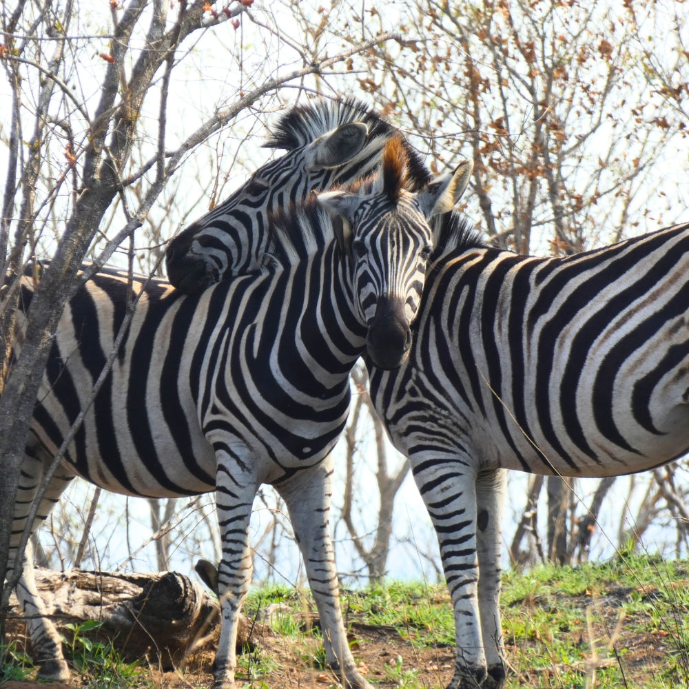 Two zebras standing close together on a grassy hill with bare trees in the background.