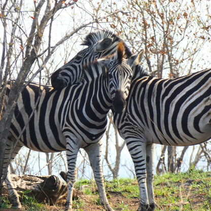Two zebras standing close together on a grassy hill with bare trees in the background.