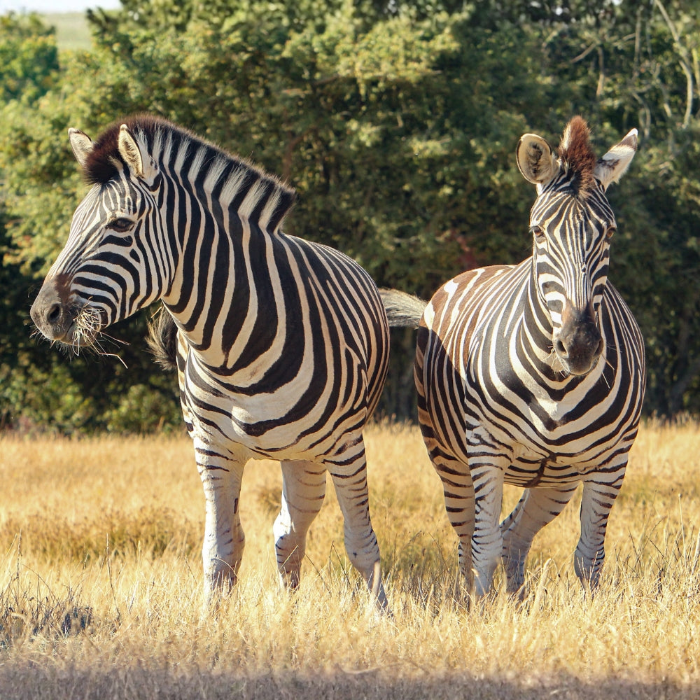 Two zebras standing in dry yellow grass with green trees in the background.