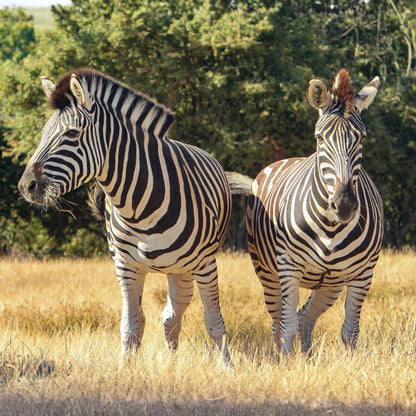 Two zebras standing in dry yellow grass with green trees in the background.