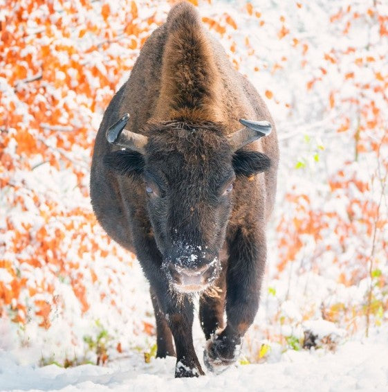 A large dark brown bison walking through snow with orange-brown foliage in the background.