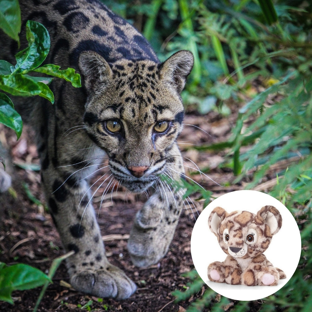 A real clouded leopard walks through green foliage and dirt, with a circular inset showing a plush toy clouded leopard on a white background.