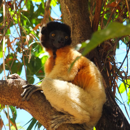 A black-and-white sifaka lemur monkey sitting on a tree branch in a forest setting.
