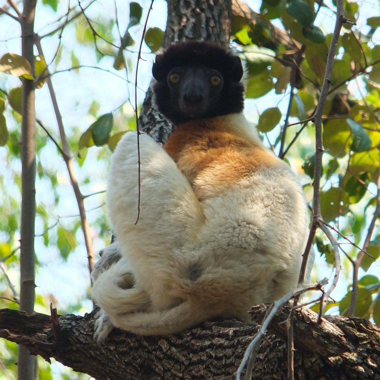 A black-and-white sifaka lemur with a golden-brown back sits curled up on a tree branch in a forest.