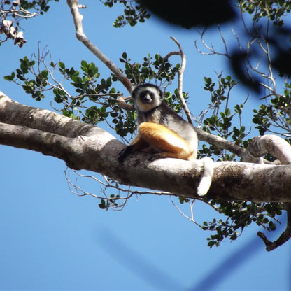 A small sifaka lemur with black and white fur and a yellow-orange belly sits on a thick tree branch against a clear blue sky.