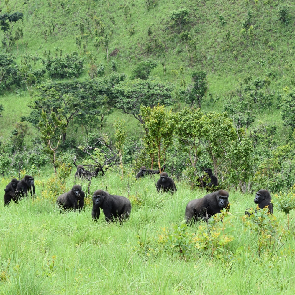 A family of gorillas foraging in tall green grass among scattered trees on a lush hillside.