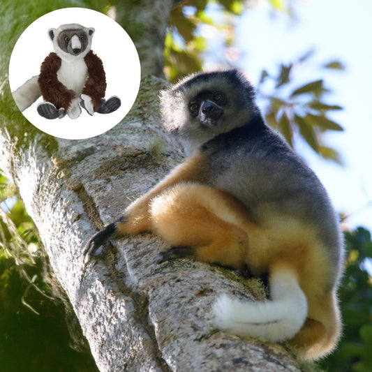 A sifaka lemur sits on a tree trunk outdoors, with a circular inset showing a plush toy of the same animal.