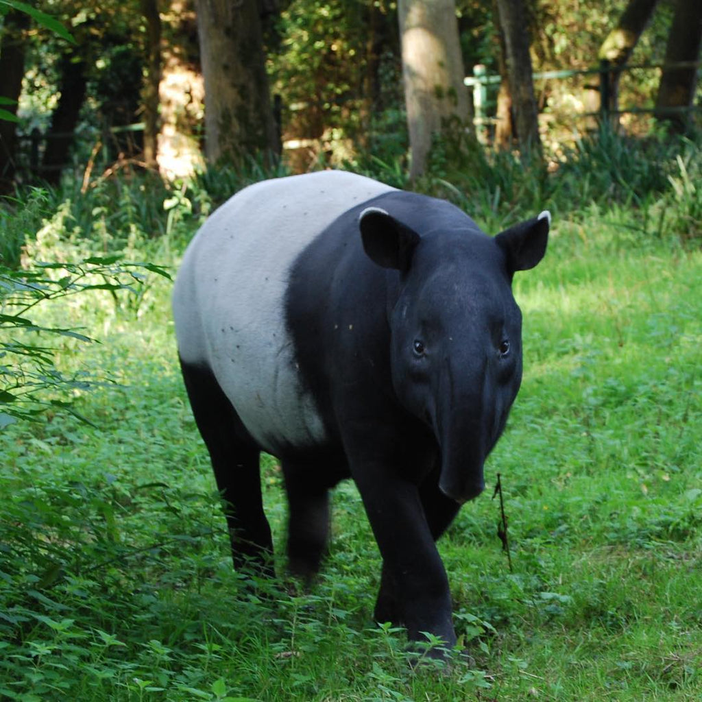 Adopt Tengui the Malayan Tapir