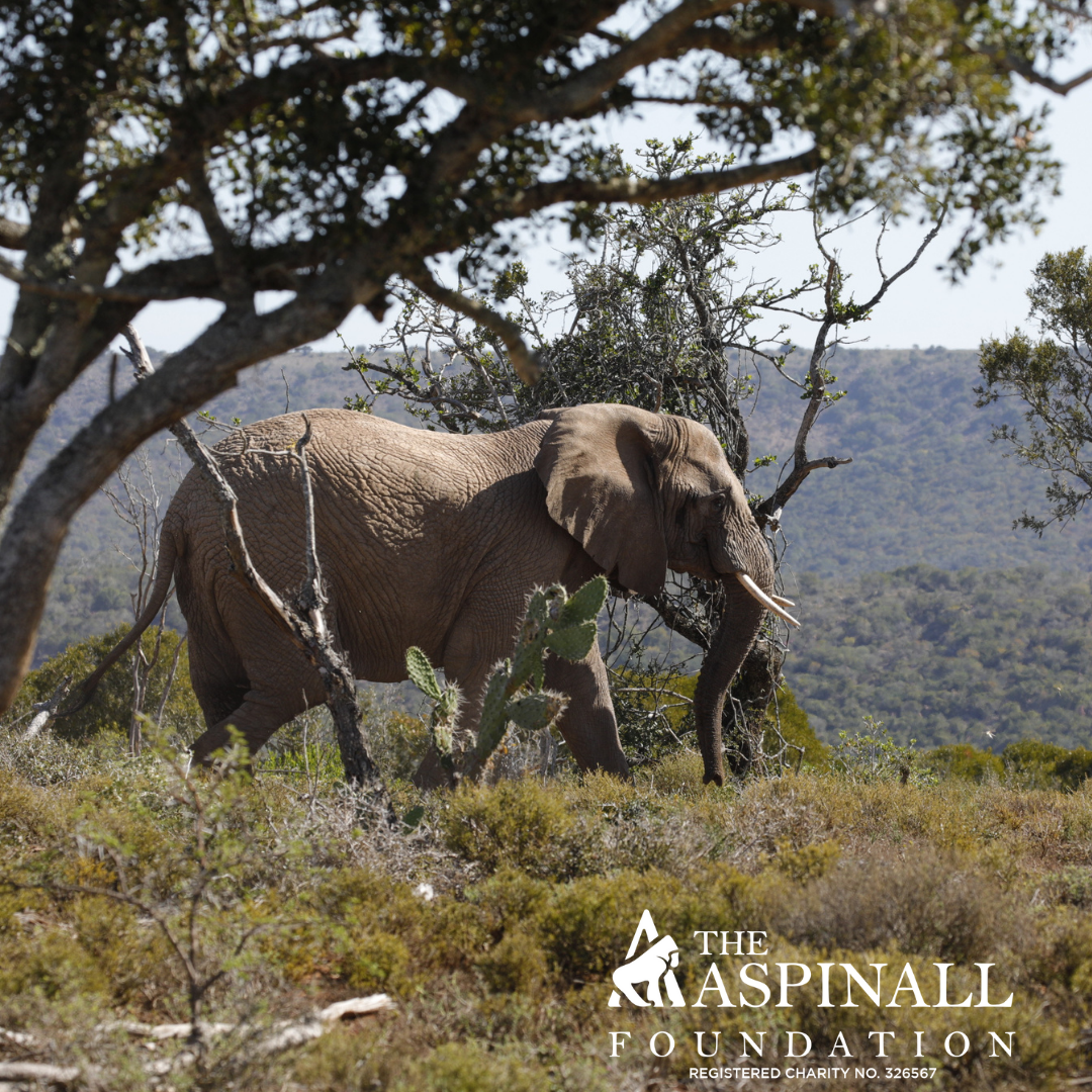 Sponsor Harry the Elephant and his herd
