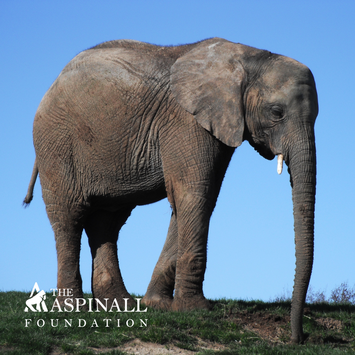 Adopt Jara the African Elephant
