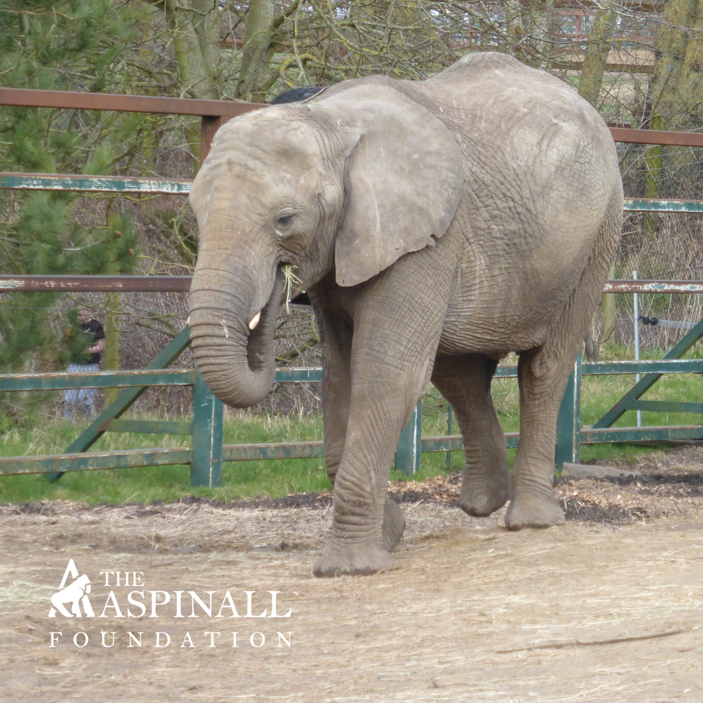 Adopt Juluka the African Elephant