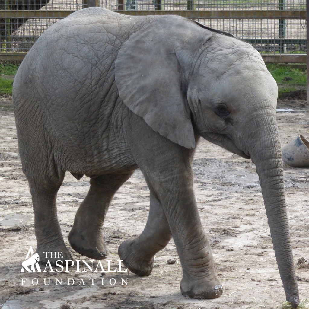 Adopt Oku the African Elephant