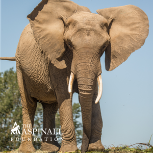 Adopt Tammi the African Elephant