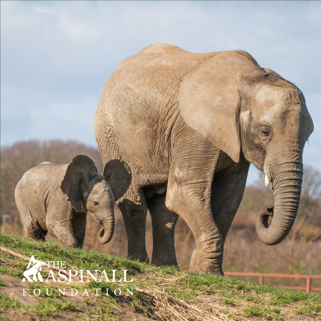 Adopt Uzuri the African elephant