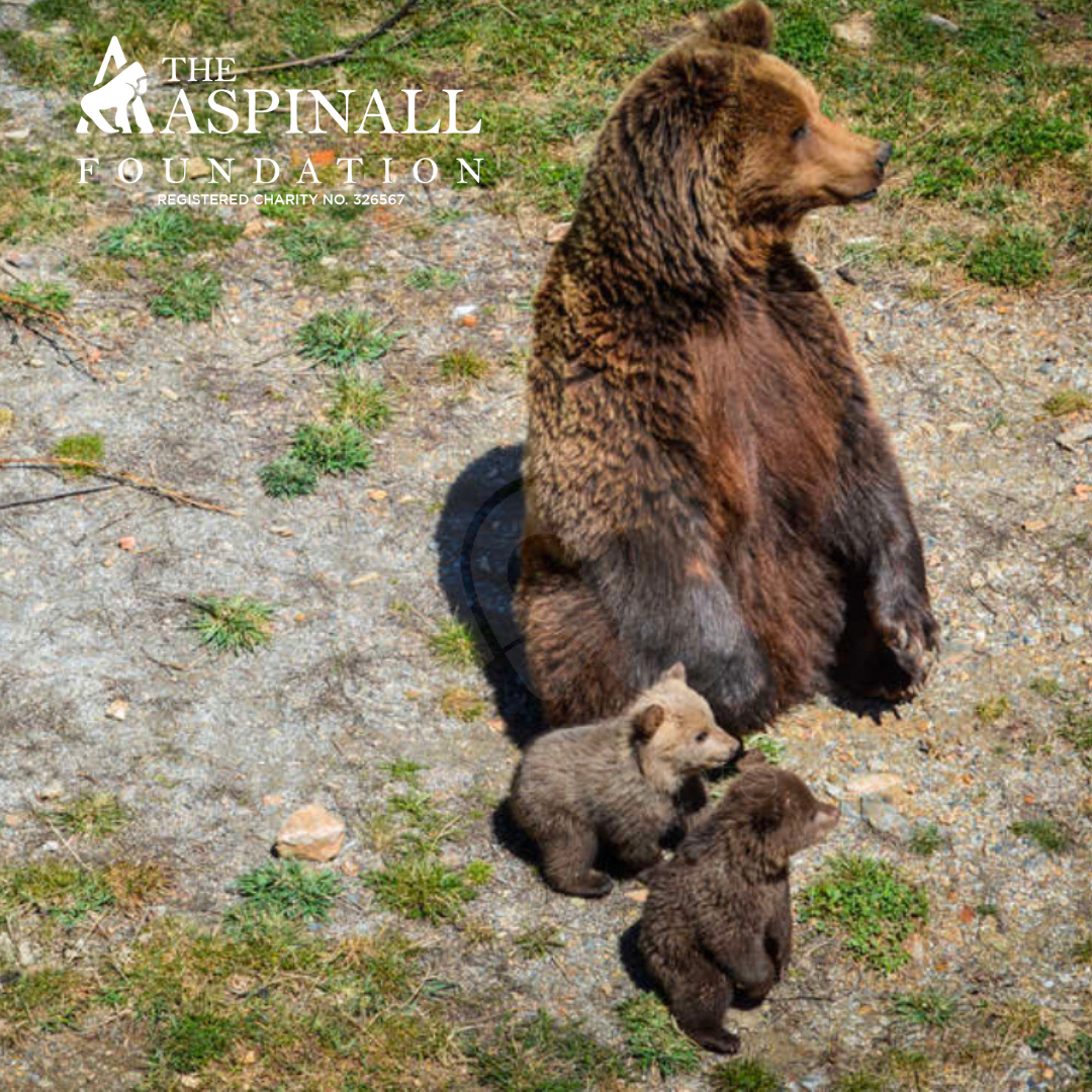 Adopt Julio, Enciam, Neu and the cubs