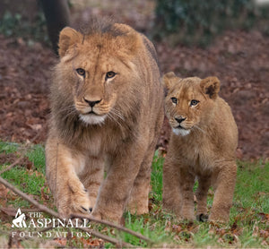 Adopt Azi & Zazu the Lions