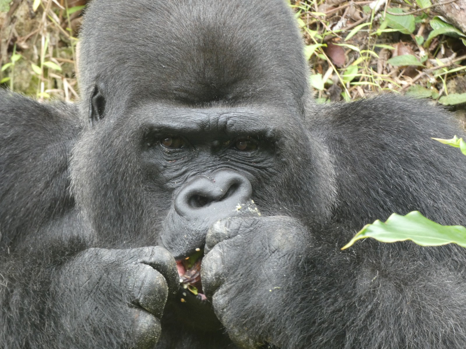 Djala Care Package