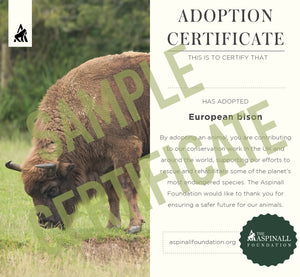 Sponsor Djongo Mayombe and baby Taali Western Lowland Gorillas