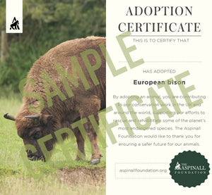 Adopt Oku the African Elephant