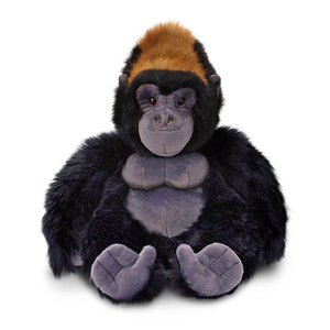 Sponsor Djongo Mayombe and baby Taali Western Lowland Gorillas