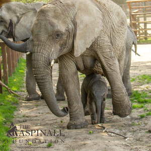 Adopt Nusu the Elephant