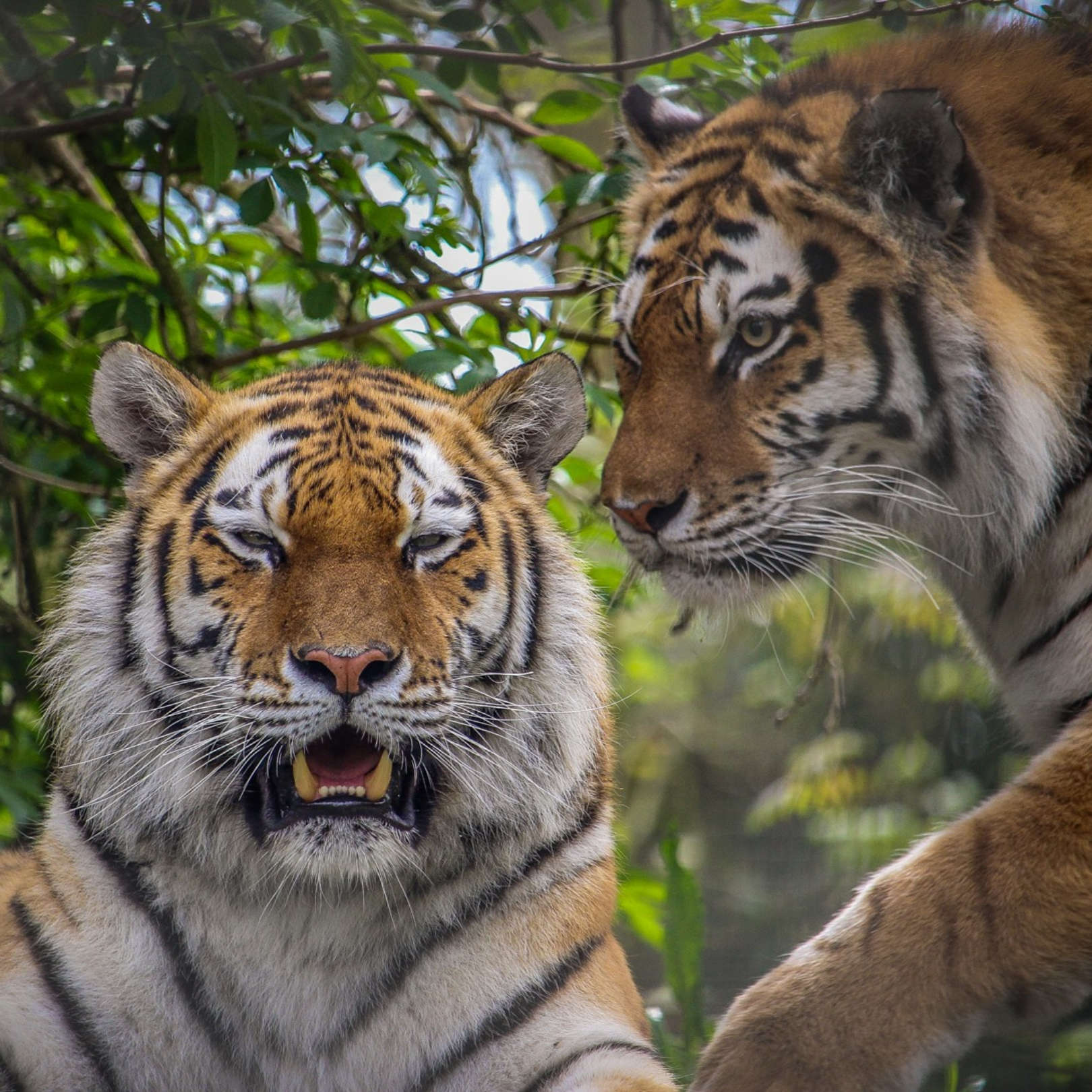 Adopt Amba & Amura the Amur Tigers
