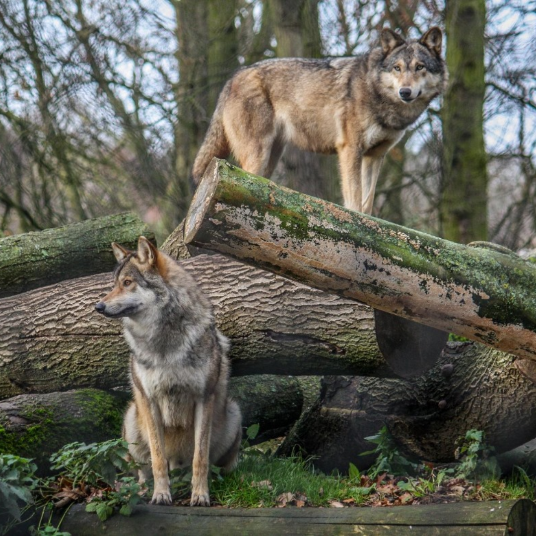 Adopt Kago & Nushka Grey Wolves
