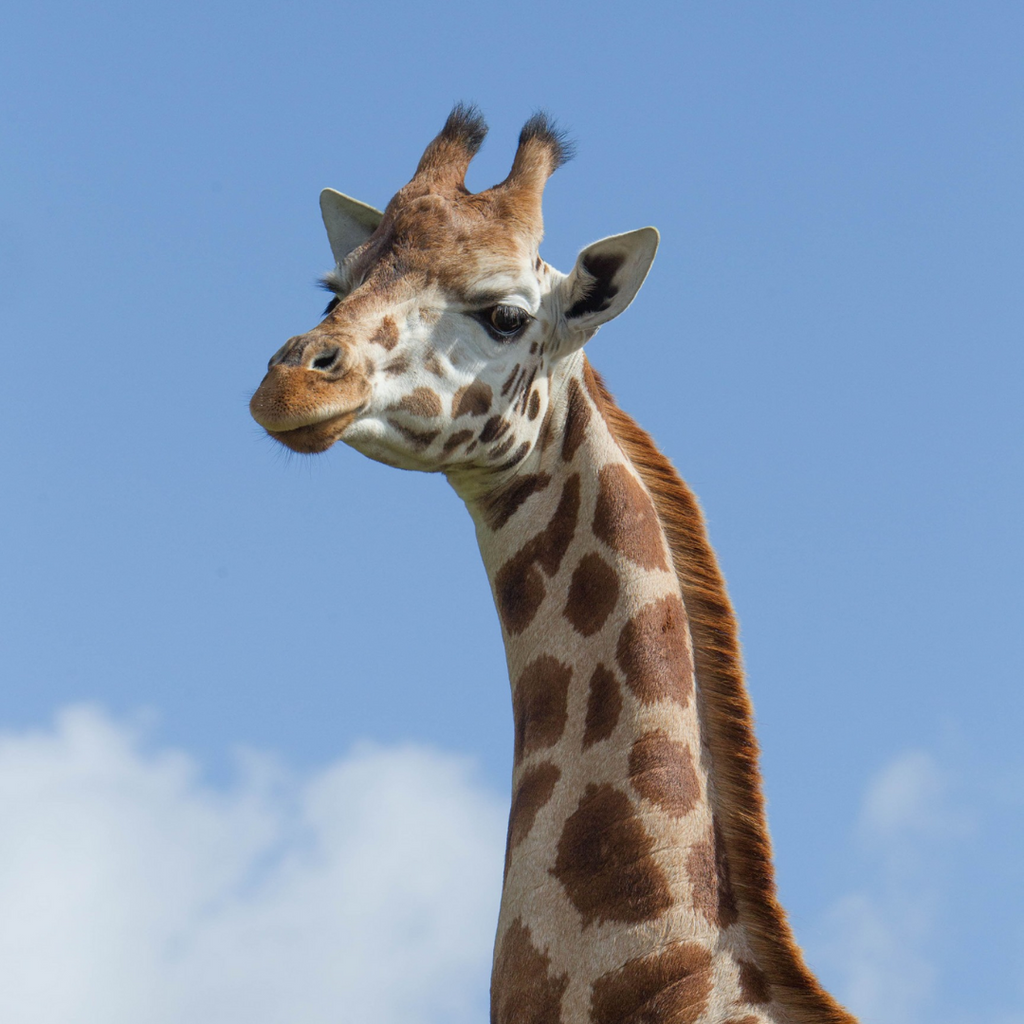 Adopt Mwezi and Kianga Giraffes