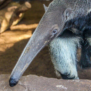 Adopt Zet & Fidji Giant Anteaters