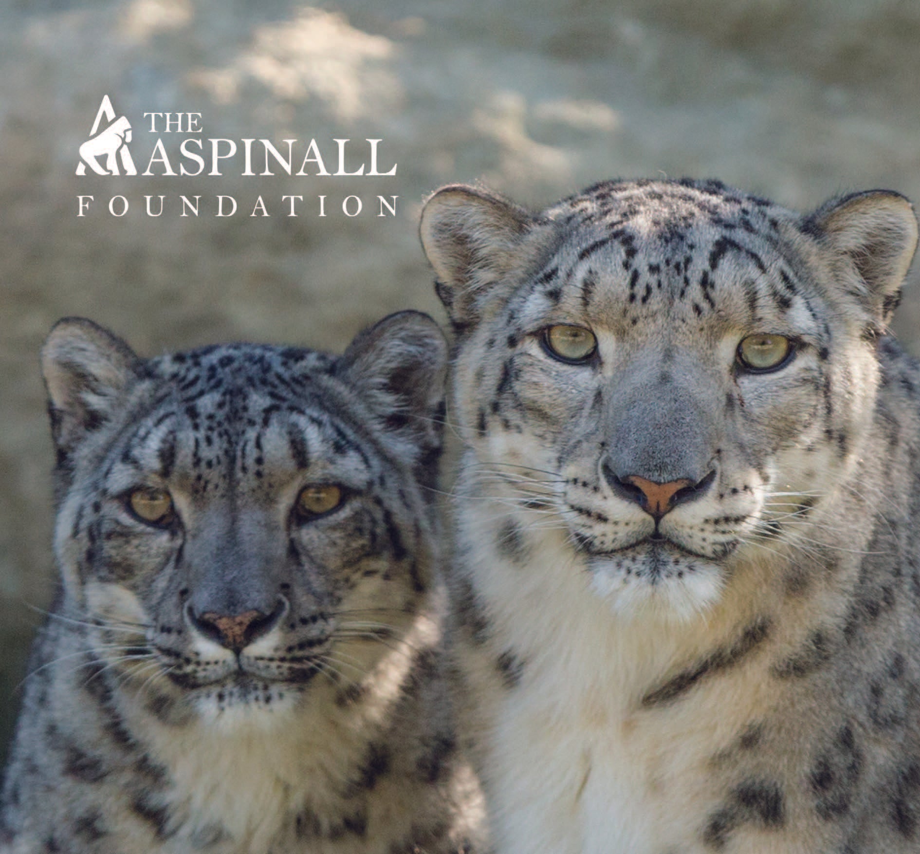 Adopt Ziva & Nuri the Snow Leopards