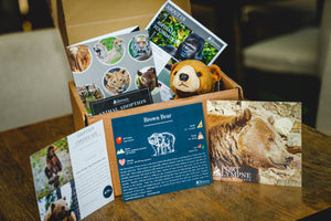 Sponsor Harry the Elephant and his herd