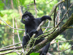 Ojan the Langur Care Package