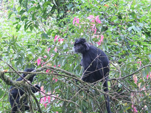 Ojan the Langur Care Package
